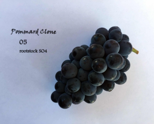 pinot noir pommard grape cluster