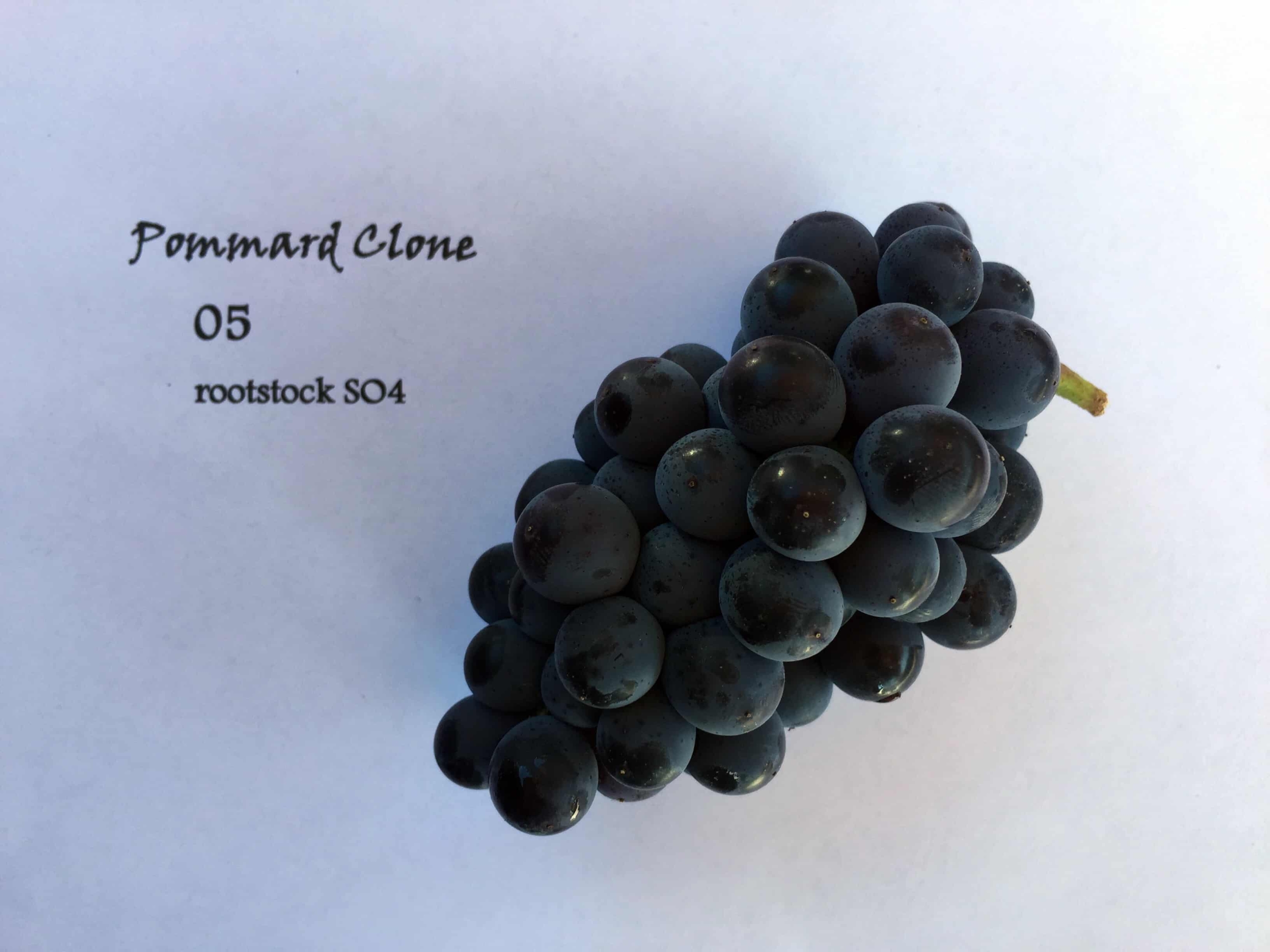 pinot noir pommard grape cluster