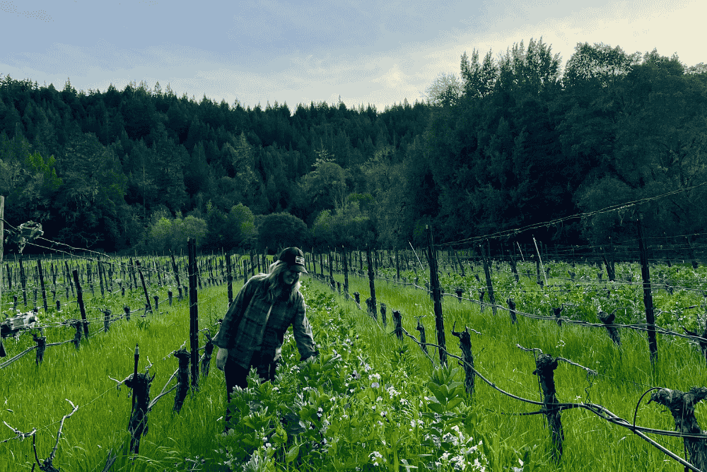 Filigreen Farm Cover Crop