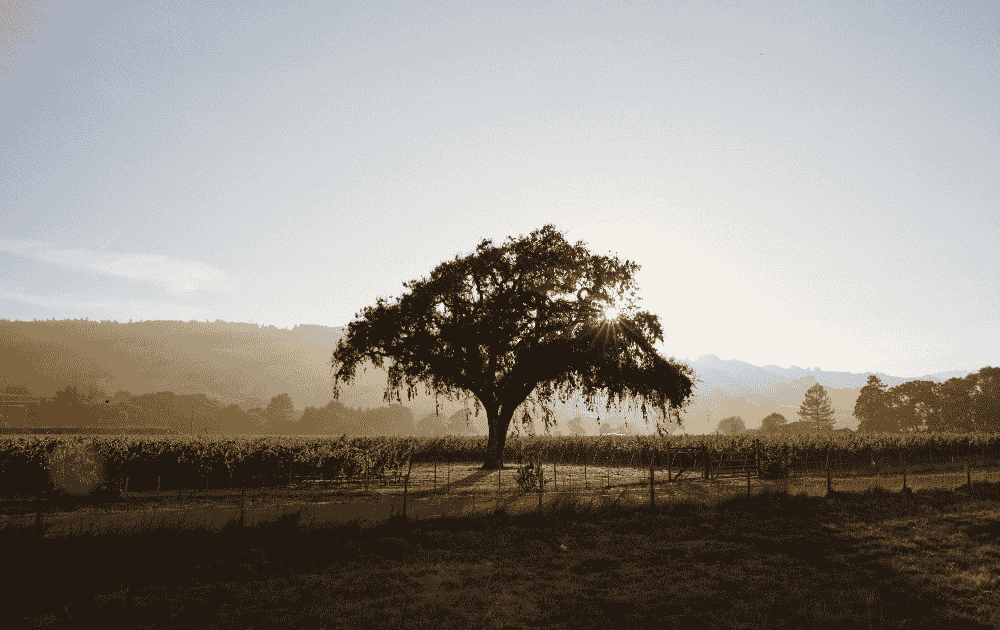 Lichen Vineyard at Sunset
