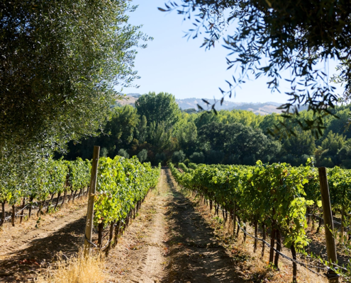 Filigreen Farm vineyard 1