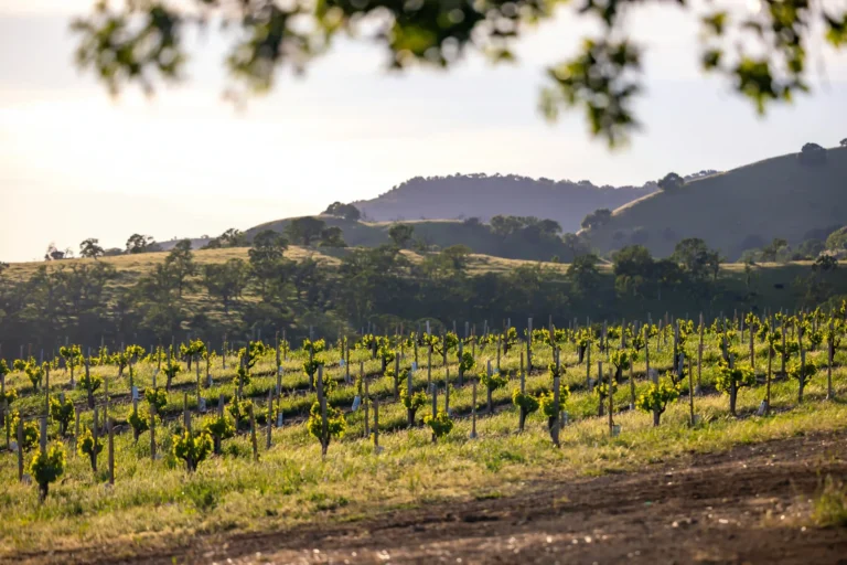 Run Dog Vineyard-hero
